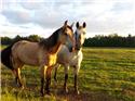 Veranstaltungsbild Reitspaß II Ponyabenteuer auf dem Reiterhof